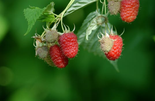 Raspberries