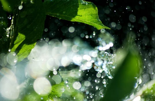 sun on waterdrops