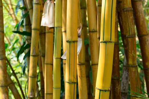 Yellow bamboo forest background. Shallow DOF 