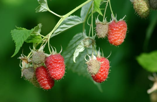 raspberries
