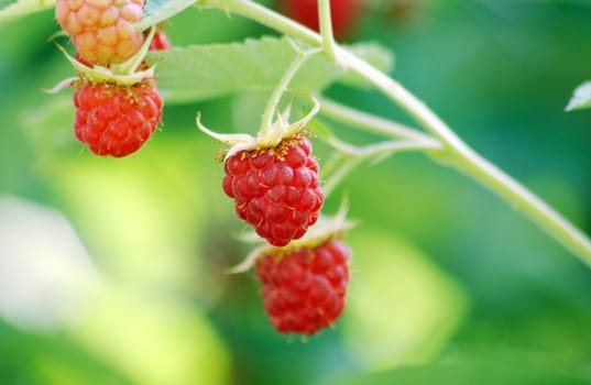 raspberries