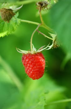 raspberries