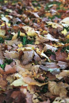 Falling leaves lying on the ground.