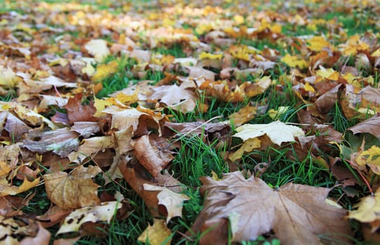 Falling leaves lying on the ground.