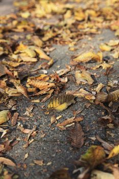 Falling leaves lying on pedestrian path.