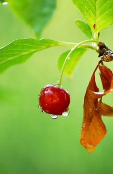 Ripe berry with leaf on white