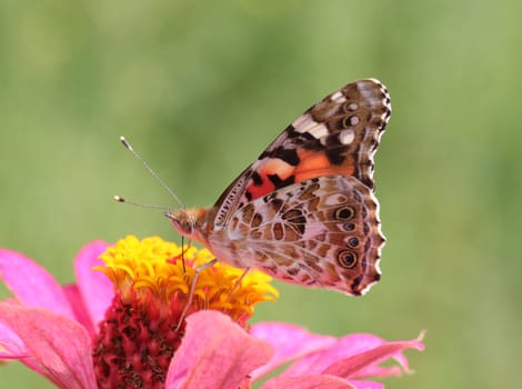 close up of Painted Lady butterfly on flower (zinnia)