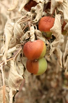 Apples damaged by heat, fire