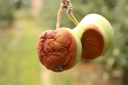 Apples damaged by heat, fire