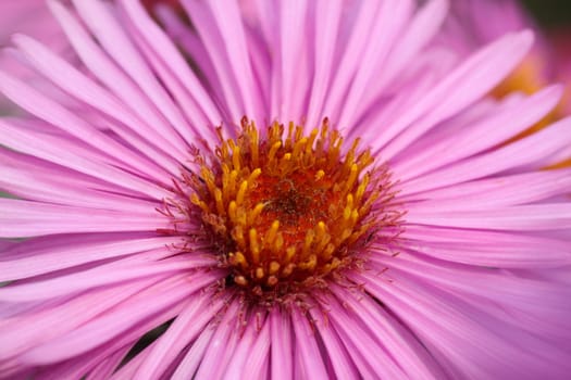 close up of flower (chrysanthemum)