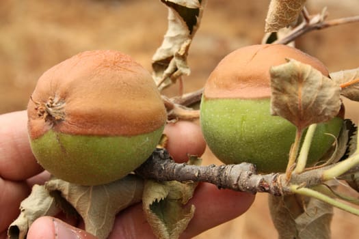 Apples damaged by heat, fire