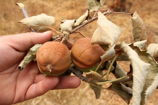 Apples damaged by heat, fire