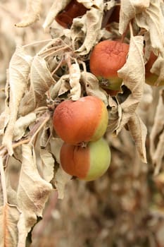 Apples damaged by heat, fire