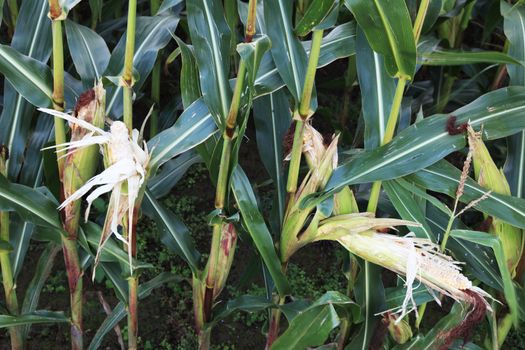 Crop shortfall on corn field.