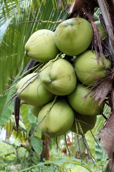 Closeup of Tropical Coconut Fruit Tree