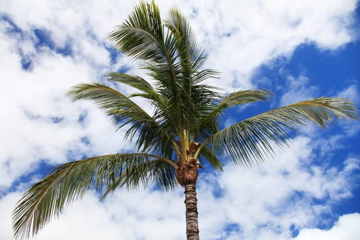 Tropical palm tree in front of light cloudy sky.