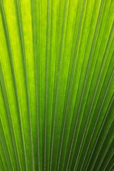 Rippled green leaf background texture.