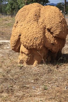 Termite hill in Australian steppe.