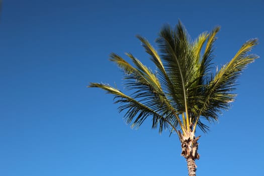 Tropical palm tree. All infront of a bright blue sky.