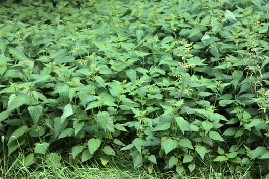 Dense vegetation of stinging nettle.