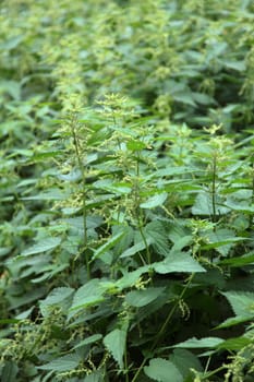 Dense vegetation of stinging nettle.