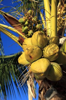 Coconuts on a tropical palm tree.