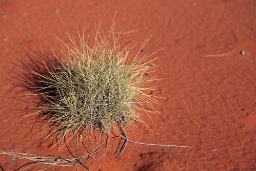 Single bush in typical red sand desert of central Australia.