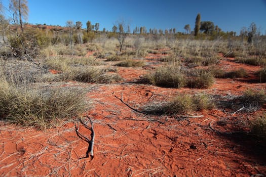 Vegetation in central Australia.