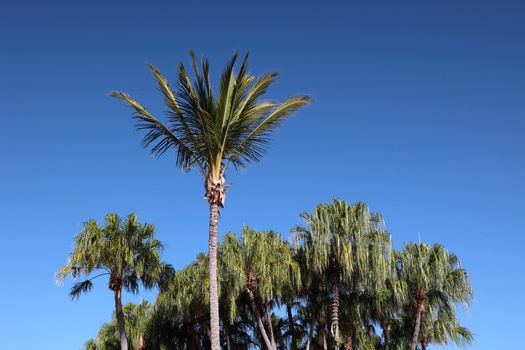 Some Palm trees in front of cloudless blue sky.