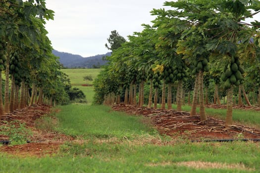 Mango plantation in eastern Australia.