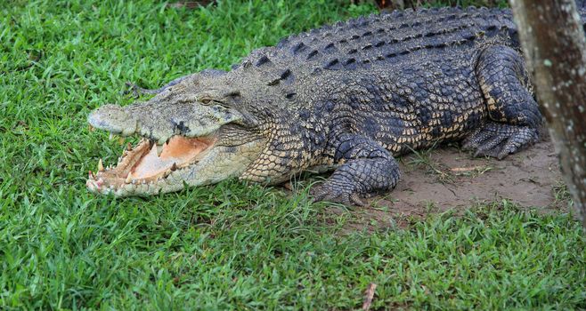 Resting crocodile.