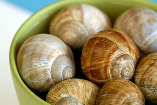 Snail shells in a cup