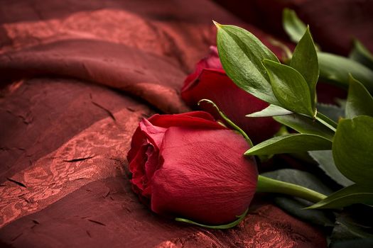 Beautiful red rose against a red background


