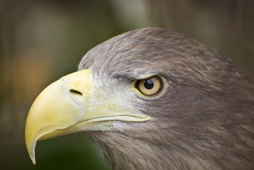 Eagle - image detail and head bird (portrait) 