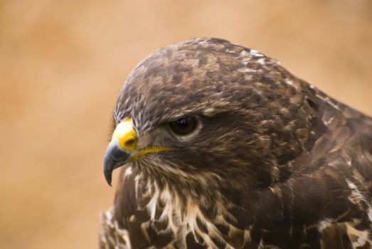 Saker Falcon - picture detail predatory bird head (portraits) 