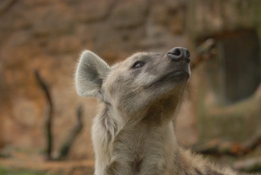 Spotted hyena - image detail head (portraits)