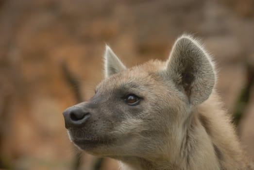 Spotted hyena - image detail head (portraits)