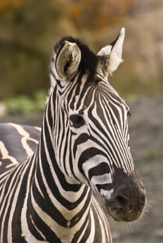 Zebra - image detail head (portrait) 