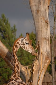 Giraffe - image detail the head and neck (portrait) 