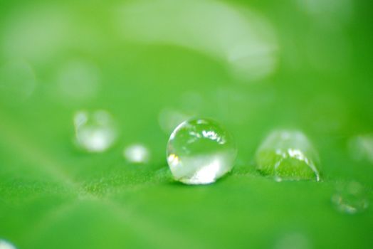 Macro view of rain drops in a leaf