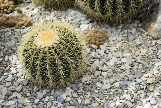 Exotic cactus growing in stone ground (Nikitskiy a botanical garden of peninsula Crimea)