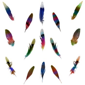 Set bird's feather (abstract color  feather) isolated white background