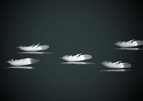 Feathers of birds with reflection on a surface (black&white)