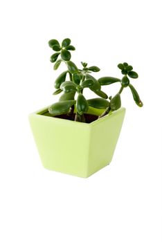 A green plant in a green pot on an isolated background.
