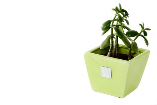 A green plant in a green pot on an isolated background.