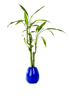 A green plant in a blue vase on an isolated background.