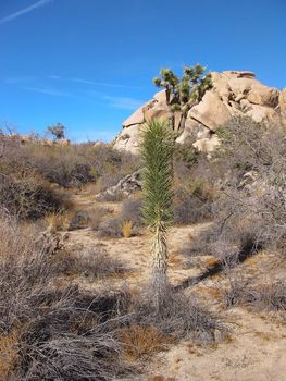 Joshua Tree National Park in California