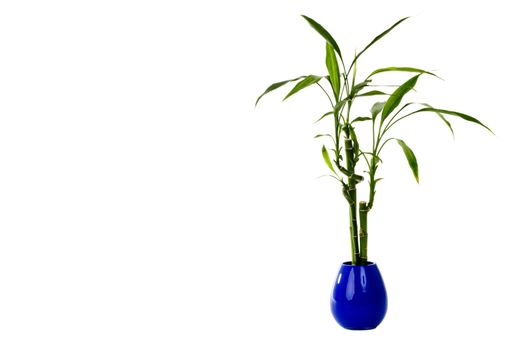 A green plant in a blue vase on an isolated background.