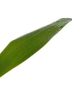 Green Leaf with rain droplets isolated on a white background. 