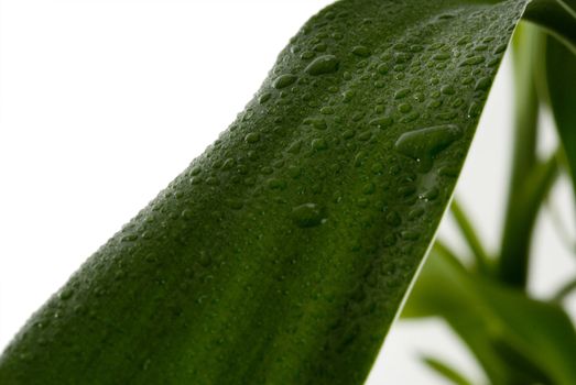 Green Leaves with rain droplets isolated on a white background. 